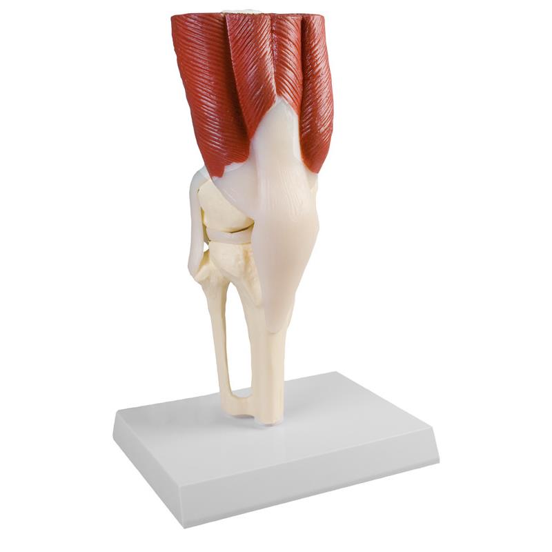 Articulación de rodilla a tamaño natural con músculos