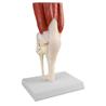 Articulación de rodilla a tamaño natural con músculos