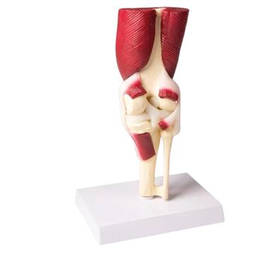 Articulación de rodilla a tamaño natural con músculos