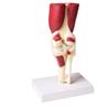 Articulación de rodilla a tamaño natural con músculos