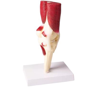Articulación de rodilla a tamaño natural con músculos
