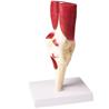 Articulación de rodilla a tamaño natural con músculos