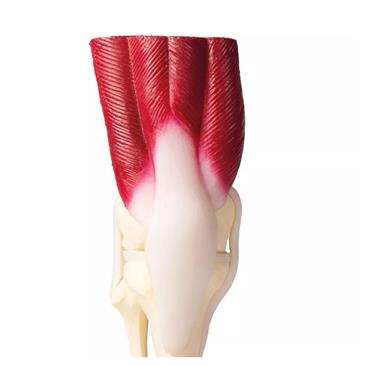 Articulación de rodilla a tamaño natural con músculos