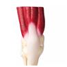 Articulación de rodilla a tamaño natural con músculos