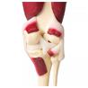 Articulación de rodilla a tamaño natural con músculos