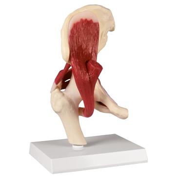 Articulación de cadera a tamaño natural con músculos
