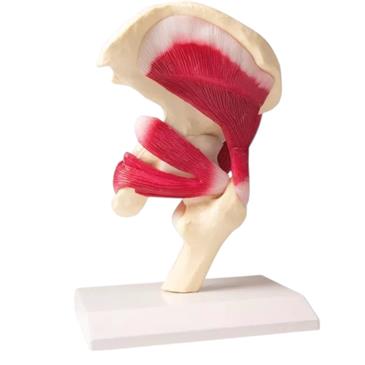 Articulación de cadera a tamaño natural con músculos