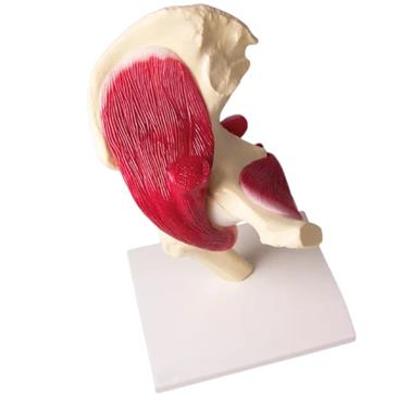 Articulación de cadera a tamaño natural con músculos