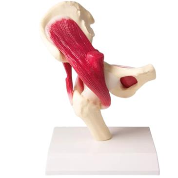 Articulación de cadera a tamaño natural con músculos
