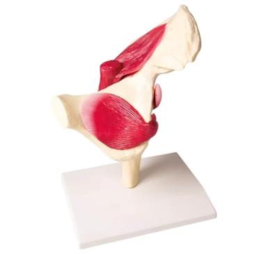 Articulación de cadera a tamaño natural con músculos