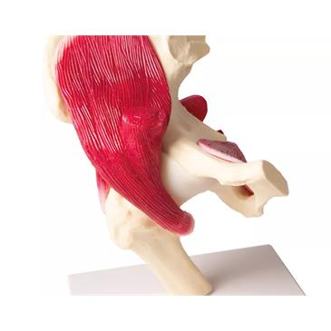 Articulación de cadera a tamaño natural con músculos