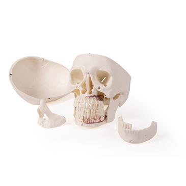 Modelo de cráneo 5 piezas para odontología y cirugía oral