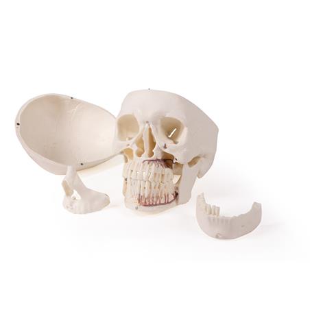 Modelo de cráneo 5 piezas para odontología y cirugía oral Modelo de cráneo 5 piezas para odontología y cirugía oral
