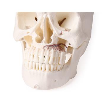 Modelo de cráneo 5 piezas para odontología y cirugía oral