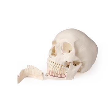 Modelo de cráneo 5 piezas para odontología y cirugía oral