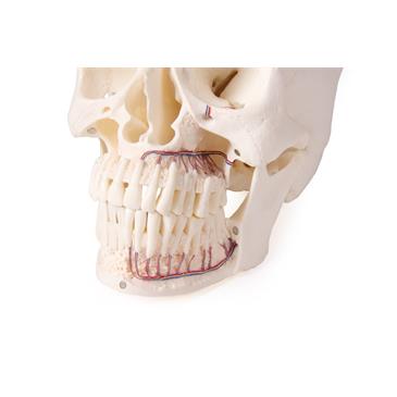 Modelo de cráneo 5 piezas para odontología y cirugía oral