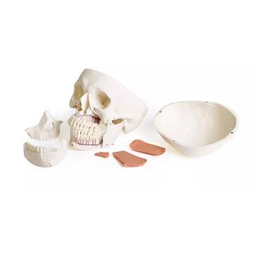 Modelo de cráneo 8 piezas para odontología con síndrome TMD