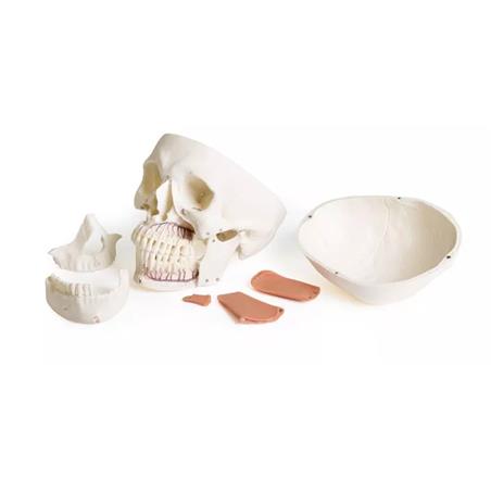 Modelo de cráneo 8 piezas para odontología con síndrome TMD Modelo de cráneo 8 piezas para odontología con síndrome TMD