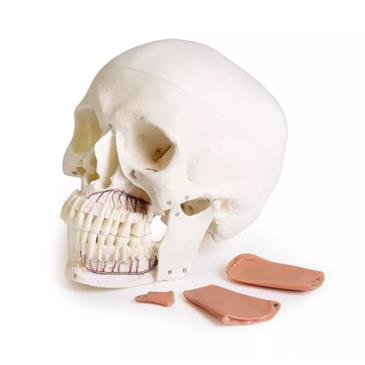 Modelo de cráneo 8 piezas para odontología con síndrome TMD