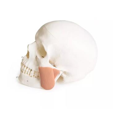 Modelo de cráneo 8 piezas para odontología con síndrome TMD