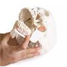 Modelo de cráneo 8 piezas para odontología con síndrome TMD