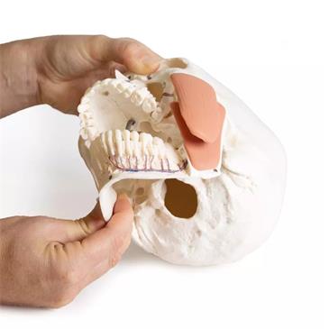 Modelo de cráneo 8 piezas para odontología con síndrome TMD