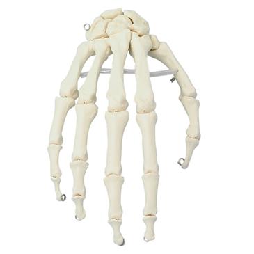 Esqueleto de la mano