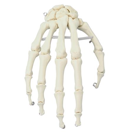 Esqueleto de la mano Esqueleto de la mano