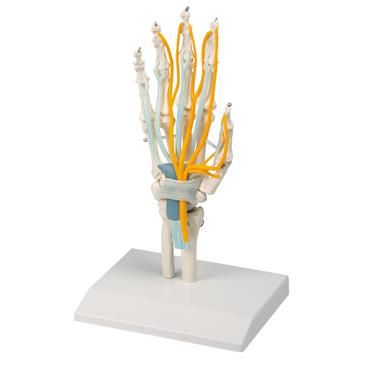 Modelo de mano con tendones, nervios y túnel carpiano
