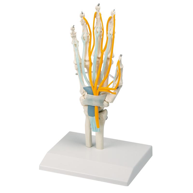 Modelo de mano con tendones, nervios y túnel carpiano