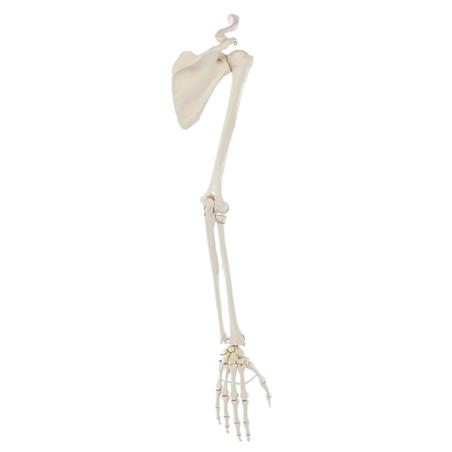 Esqueleto de brazo con cintura escapular Esqueleto de brazo con cintura escapular