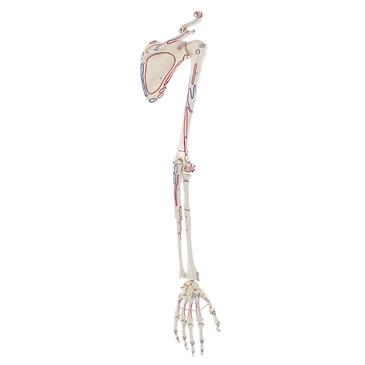Esqueleto de brazo con cintura escapular y marcas musculares