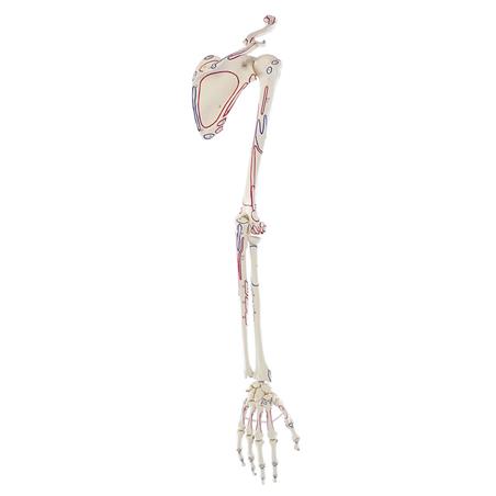 Esqueleto de brazo con cintura escapular y marcas musculares Esqueleto de brazo con cintura escapular y marcas musculares