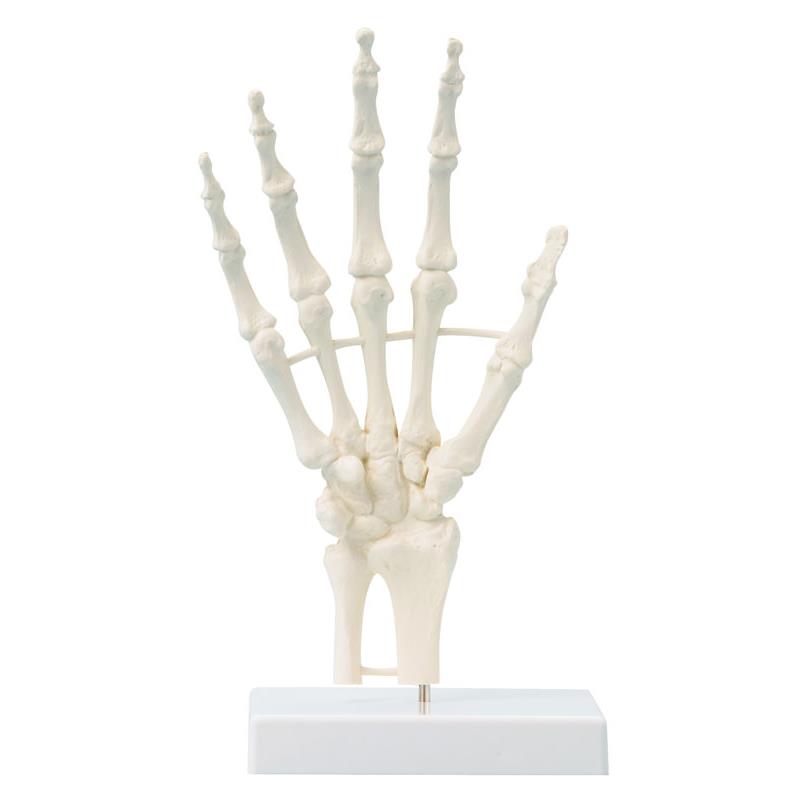 Esqueleto de la mano con soporte