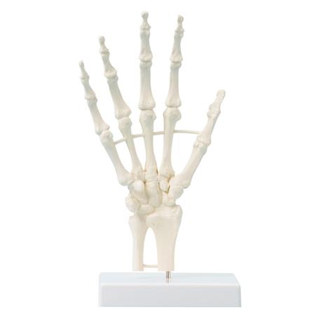 Esqueleto de la mano con soporte Esqueleto de la mano con soporte