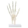 Esqueleto de la mano con soporte