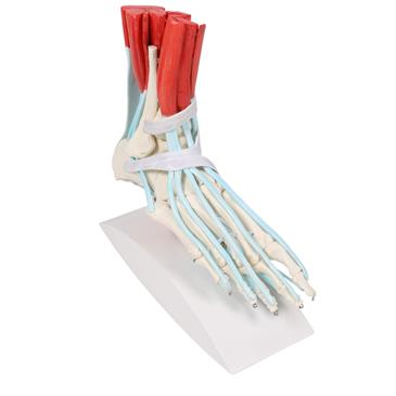 Esqueleto del pie con ligamentos