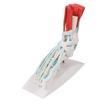 Esqueleto del pie con ligamentos