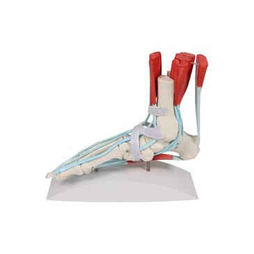 Esqueleto del pie con ligamentos