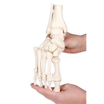 Esqueleto del pie flexible con inserción de tibia y peroné