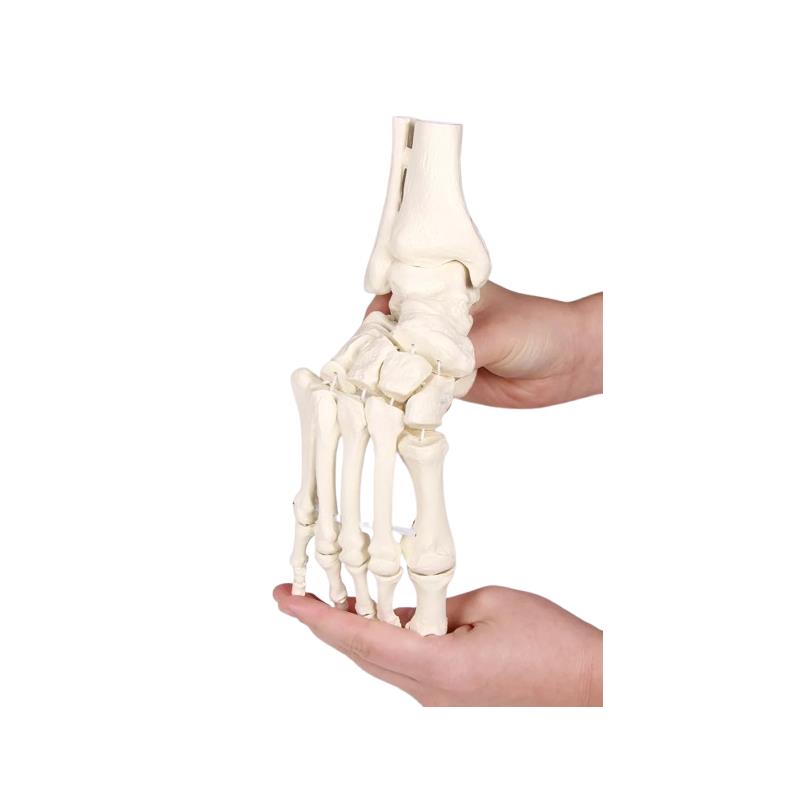 Esqueleto del pie flexible con inserción de tibia y peroné