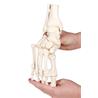 Esqueleto del pie flexible con inserción de tibia y peroné