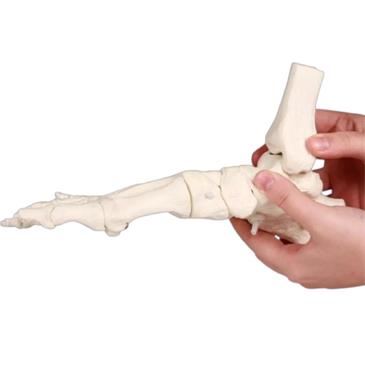 Esqueleto del pie flexible con inserción de tibia y peroné