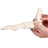 Esqueleto del pie flexible con inserción de tibia y peroné