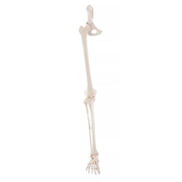Esqueleto de pierna con media pelvis y pie flexible