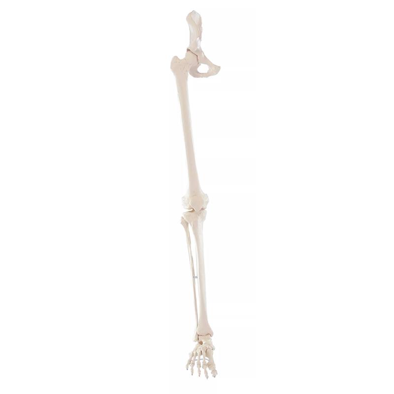 Esqueleto de pierna con media pelvis y pie flexible