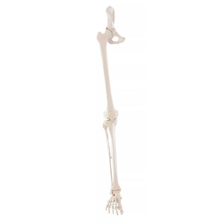 Esqueleto de pierna con media pelvis y pie flexible Esqueleto de pierna con media pelvis y pie flexible