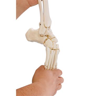 Esqueleto de pierna con media pelvis y pie flexible