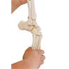 Esqueleto de pierna con media pelvis y pie flexible