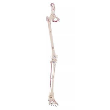 Esqueleto de pierna con media pelvis, pie flexible y marcas musculares